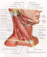 /album/anatomia/anatomia-cuello-jpg/